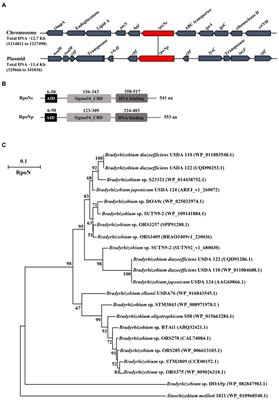 Role of two RpoN in Bradyrhizobium sp. strain DOA9 in symbiosis and free-living growth